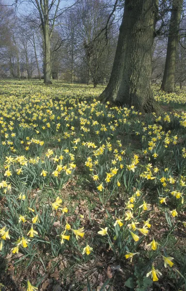 Wild daffodil, Narcissus pseudonarcissus  — Stock Photo, Image